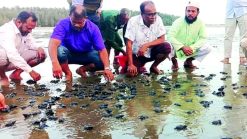 ছবি সংগৃহীত